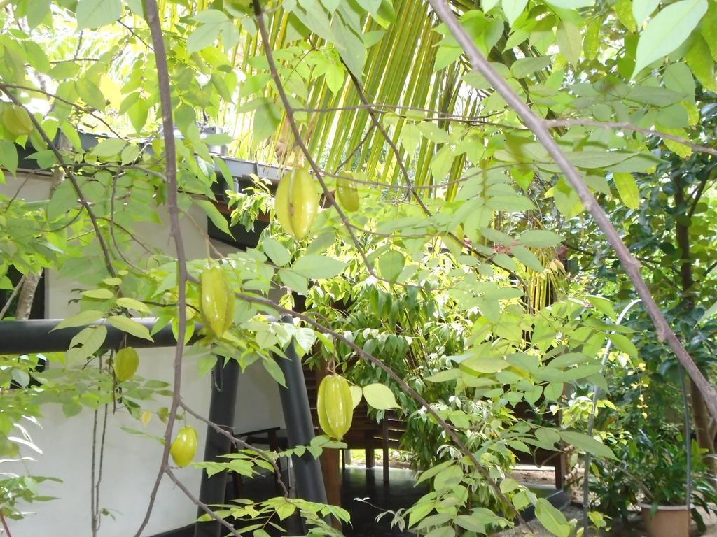 Livinginn Polonnaruwa Eksteriør bilde